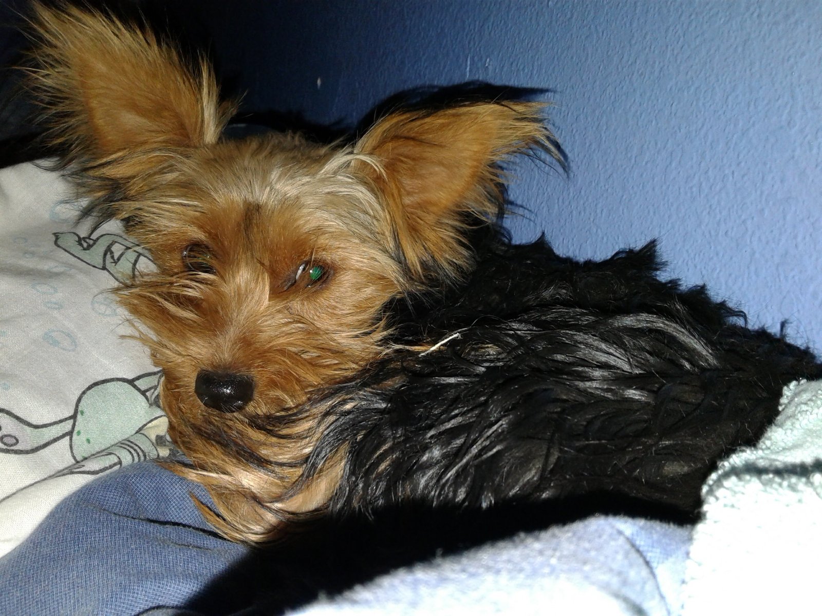Lost Dog in El Paso, Texas — listing photo