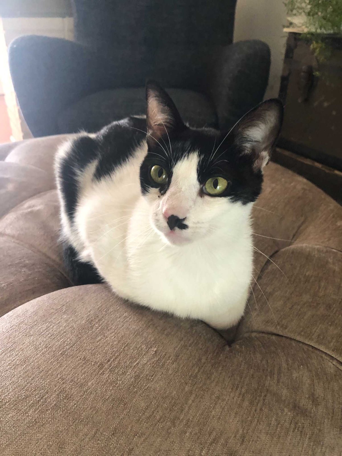 Lost Cat in Arcadia, California — listing photo