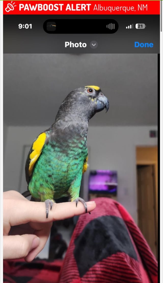 Lost Pet in Albuquerque, New Mexico — listing photo