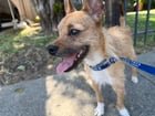 found pet in Sacramento, California