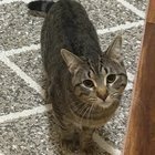 Found Cat in Portland, Oregon — listing photo