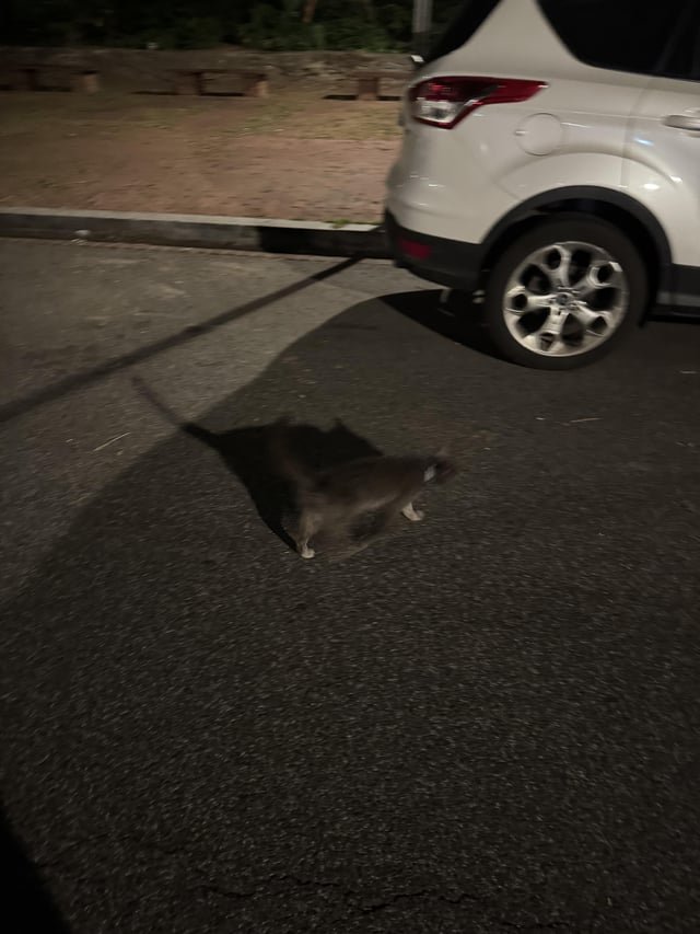 found cat in Washington, District of Columbia