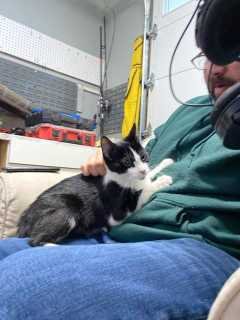 Lost Cat in Mountlake Terrace — listing photo