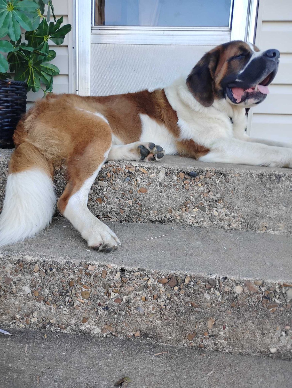 Lost Dog in AR 72949 — listing photo