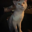 Found Dog in Nashville, Tennessee — listing photo