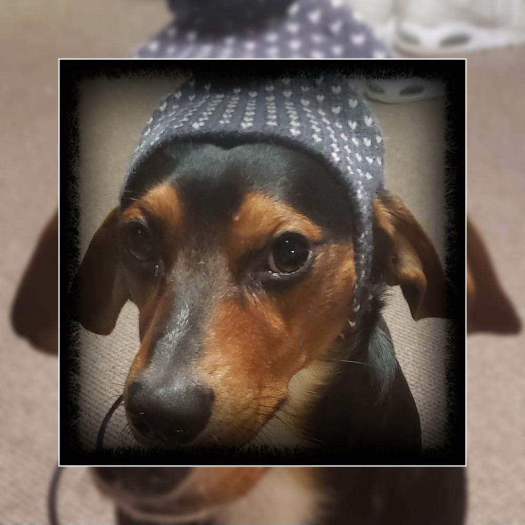 Lost Dog in Bossier City, Louisiana — listing photo