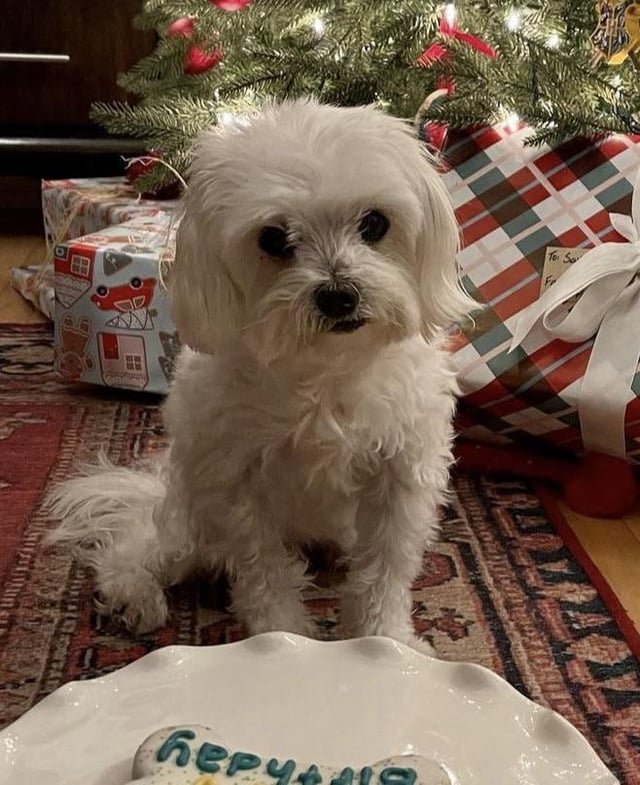 lost dog in Milwaukee, Wisconsin