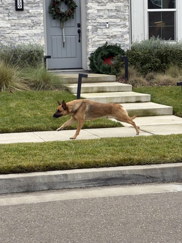 Lost Dog in Sacramento, California — listing photo