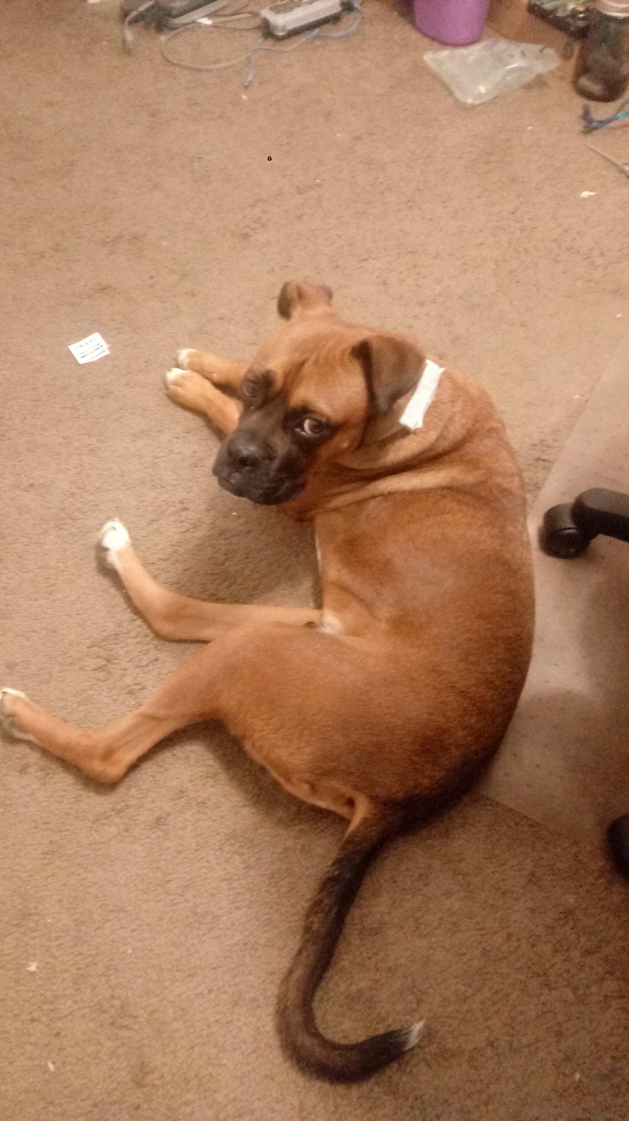Found Dog in Las Cruces, New Mexico — listing photo
