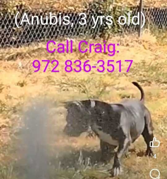Lost Dog in Forney — listing photo