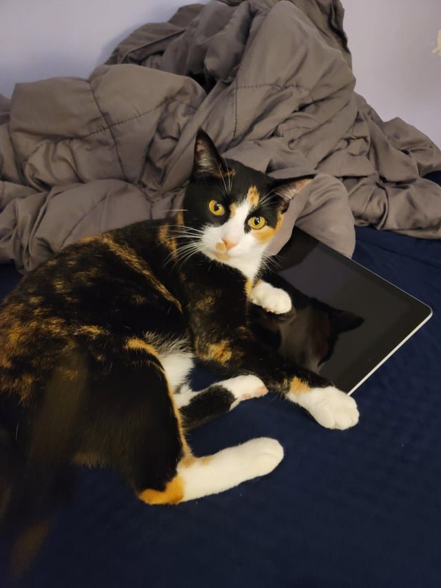lost cat in Austin, Texas