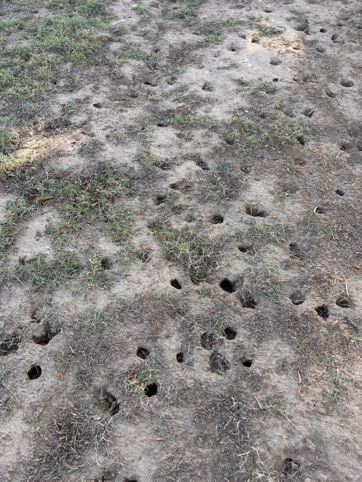Lost Dog in Fresno, California — What in the world are these? What causes them? My dog has lost at least 5 tennis balls to them…