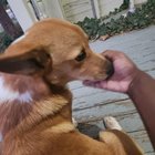 Found Dog in Wichita, Kansas — Free Dogs