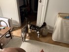 Lost Cat in Washington, District of Columbia — listing photo