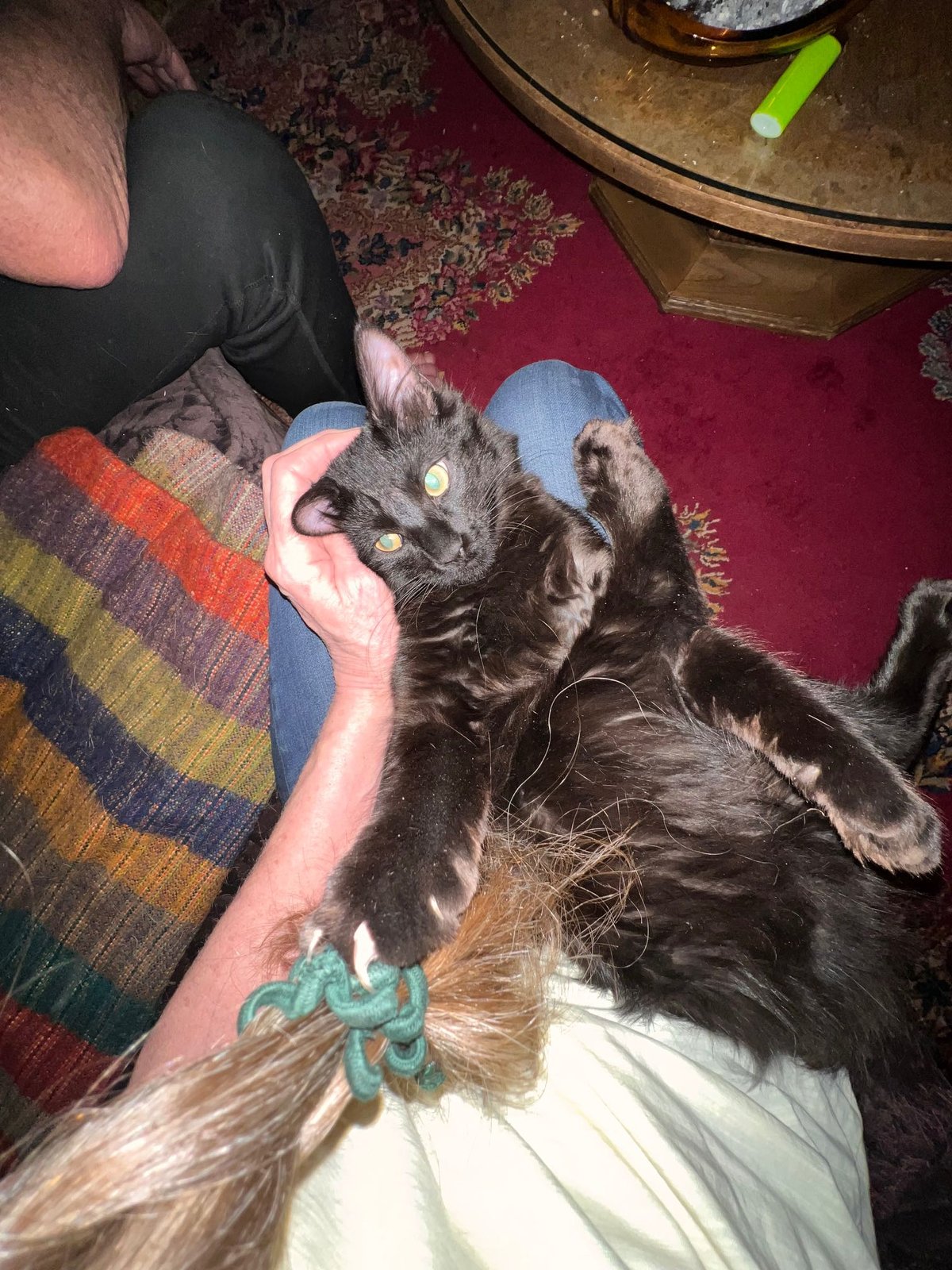 Lost Cat in Ault — listing photo