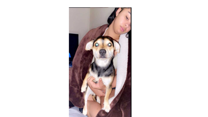 lost dog in Fort Worth, Texas