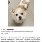 lost dog in Craig