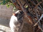 Found Cat in Albuquerque, New Mexico — listing photo