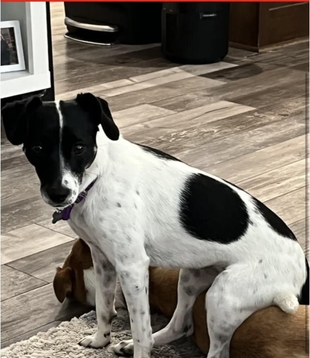 lost dog in Wichita, Kansas