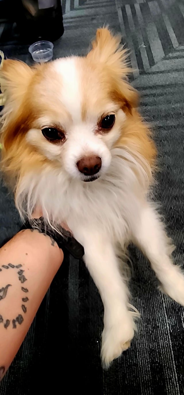 Lost Dog in Atlanta, Georgia — listing photo