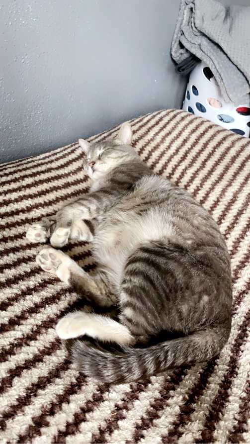 Lost Cat in Lordsburg — listing photo