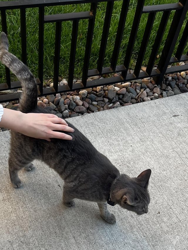 Lost Cat in Hawthorne, California — Saw a lost cat in lakeview east wandering around. Has a collar on.