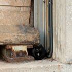 found cat in Chicago, Illinois