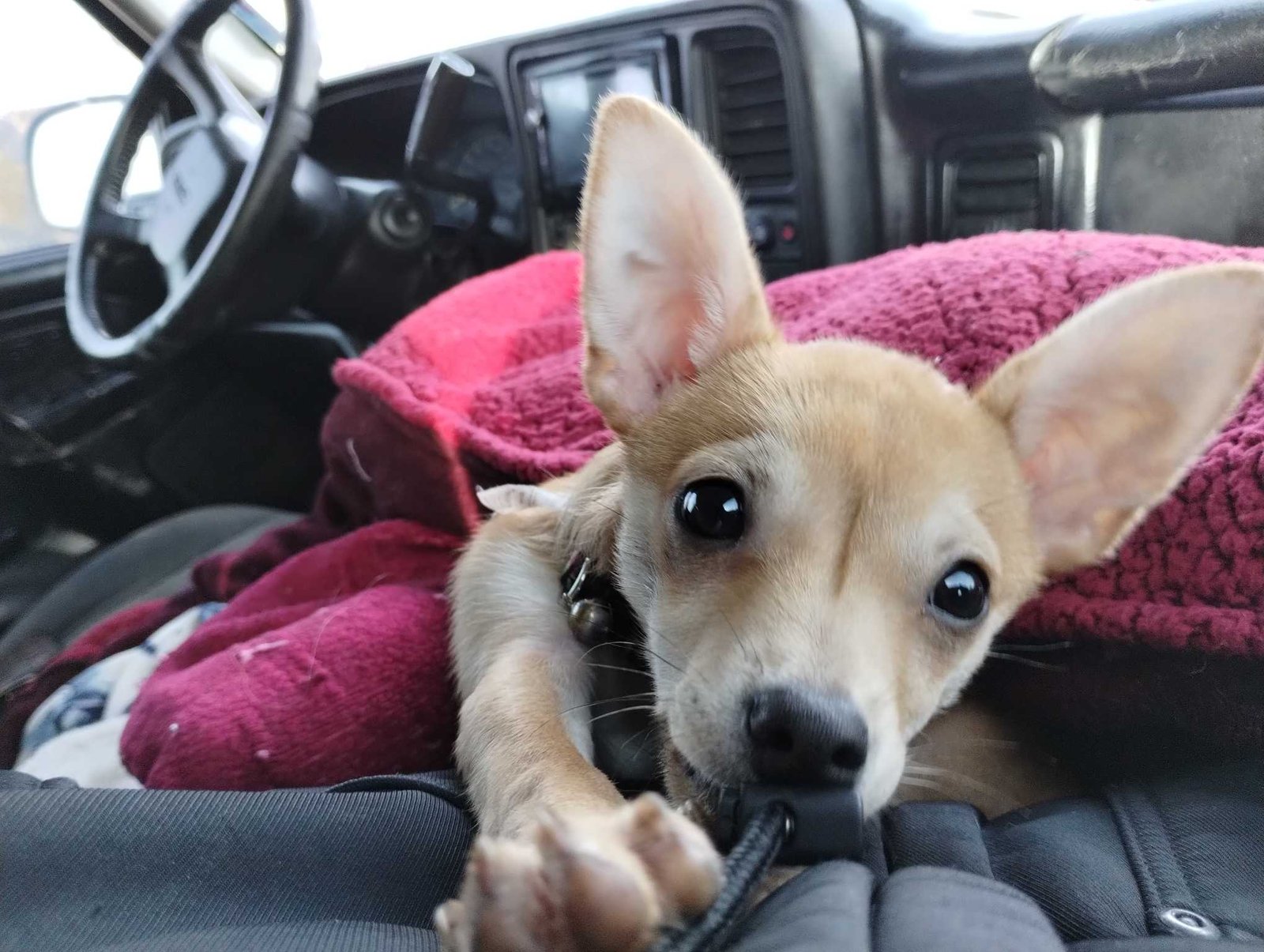 Lost Dog in Fresno, California — listing photo