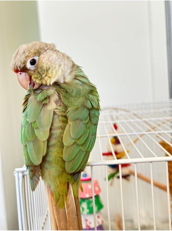 Lost Pet in Los Angeles, California — listing photo