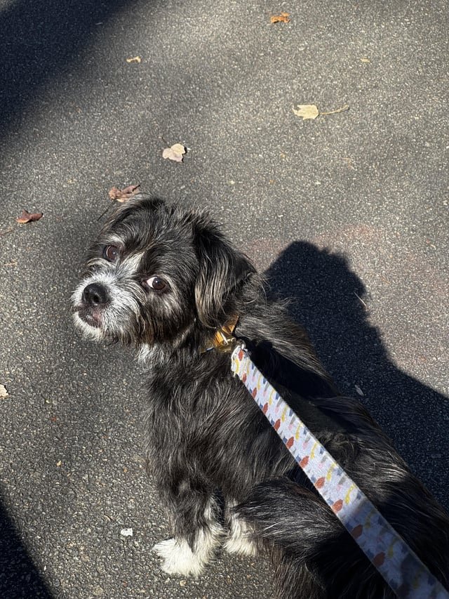 Found Dog in Winston-Salem, North Carolina — listing photo