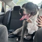 found dog in Baltimore, Maryland