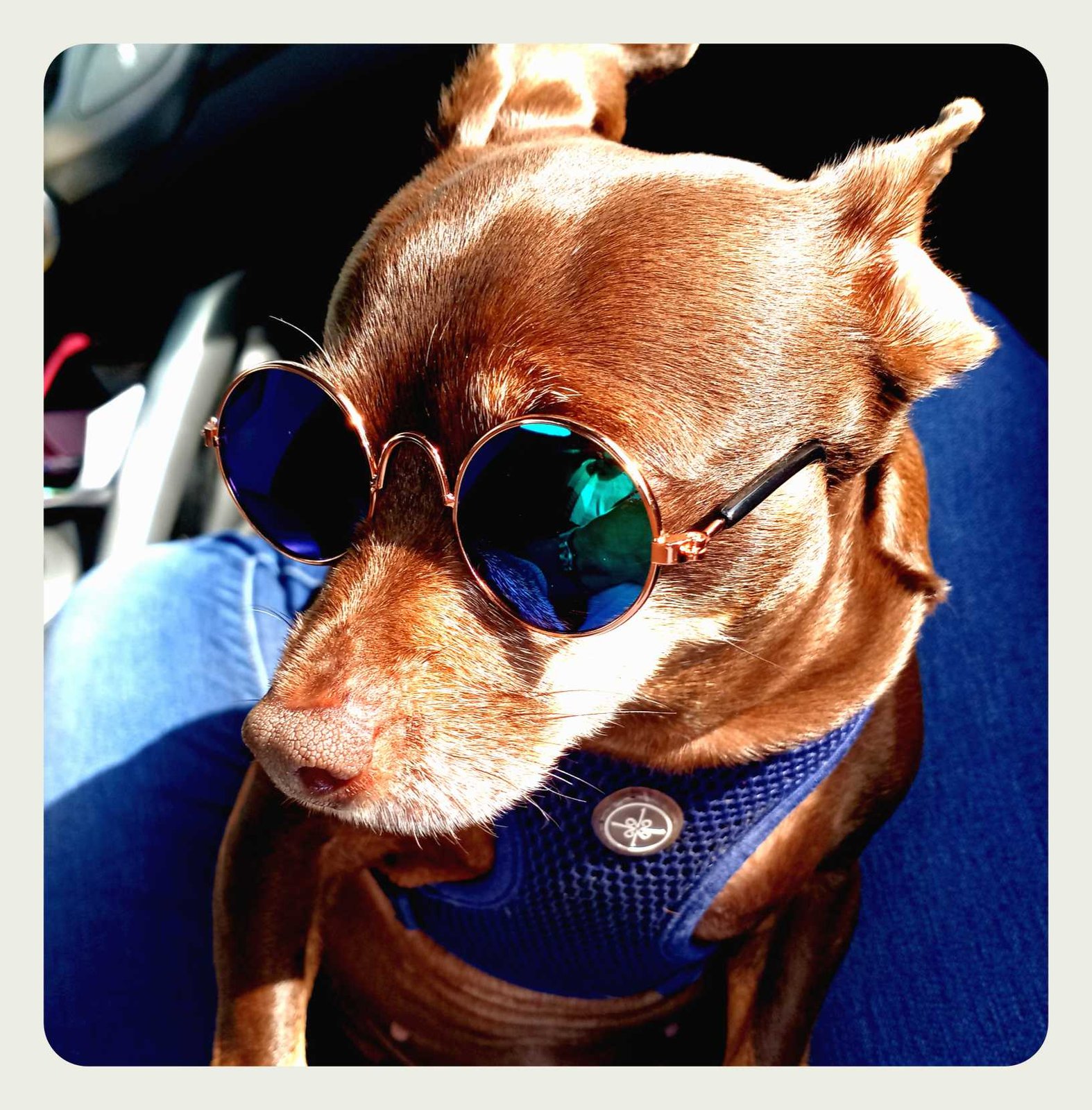 Lost Dog in San Jose, California — listing photo