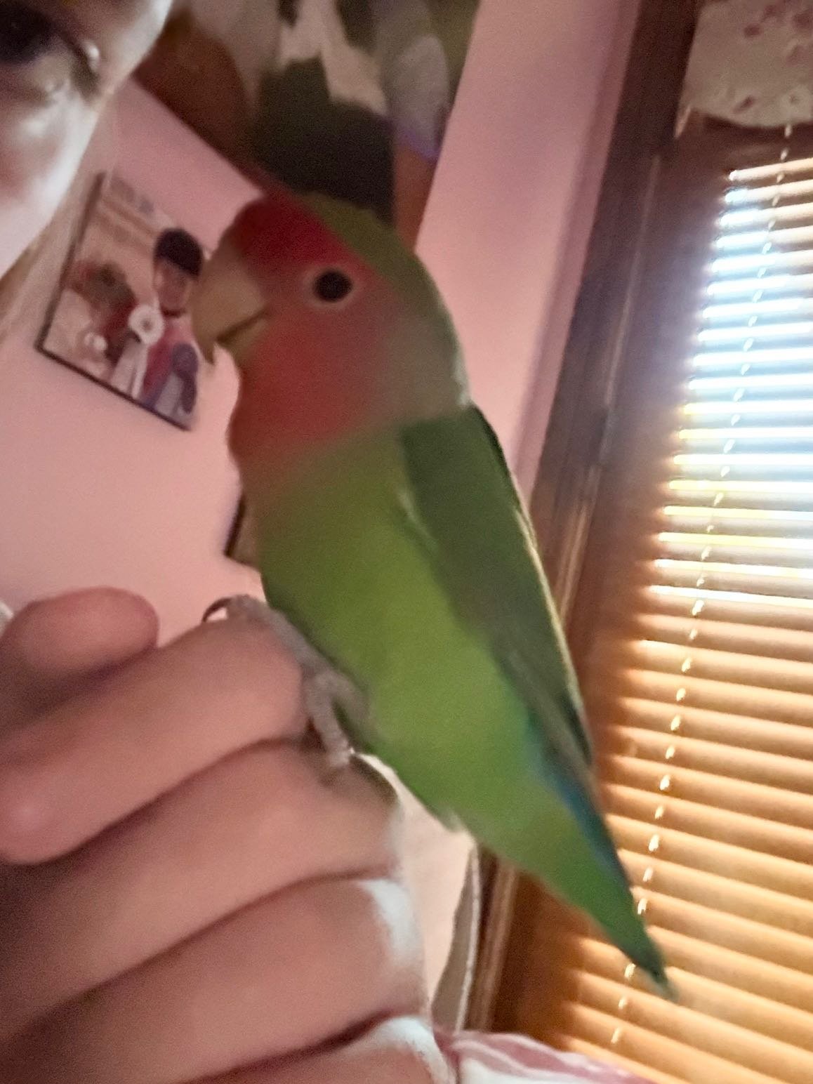 Lost Pet in Scottsdale, Arizona — listing photo