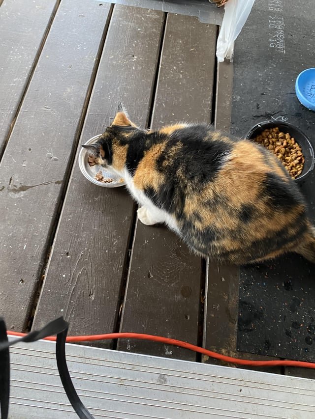found cat in Dayton, Ohio