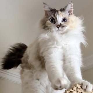 lost cat in San Francisco, California