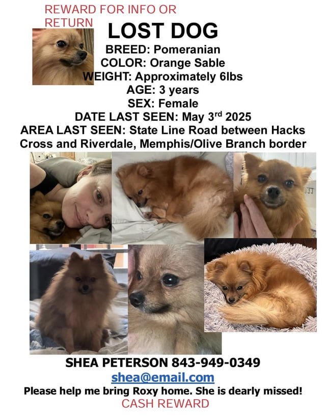 lost dog in Memphis, Tennessee