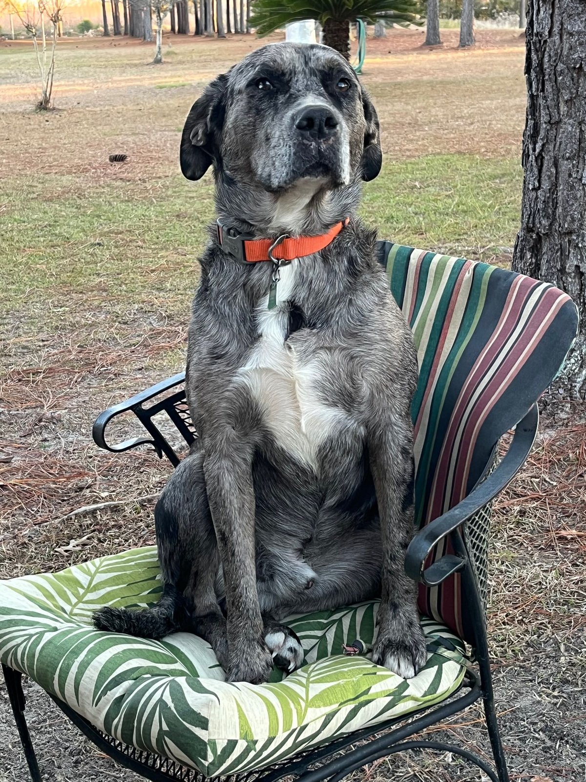 Lost Dog in Doerun — listing photo