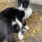 found cat in San Jose, California