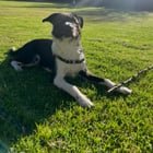 lost dog in San Diego, California