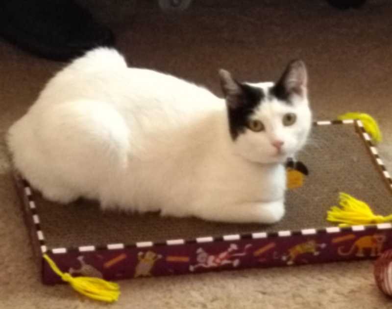 Lost Cat in Santa Ana, California — listing photo