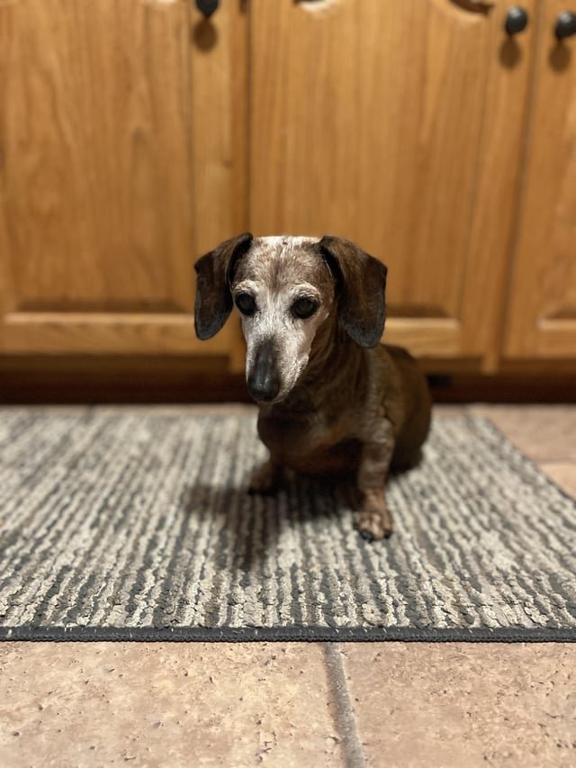 Found Dog in Charlotte, North Carolina — Dachshund Breeders