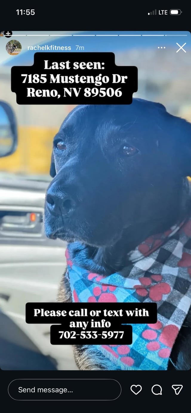 lost dog in Reno, Nevada