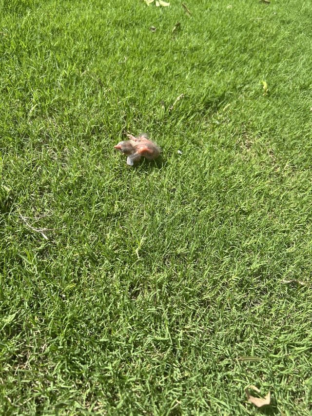 lost pet in Orlando, Florida
