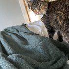 lost cat in Seattle, Washington