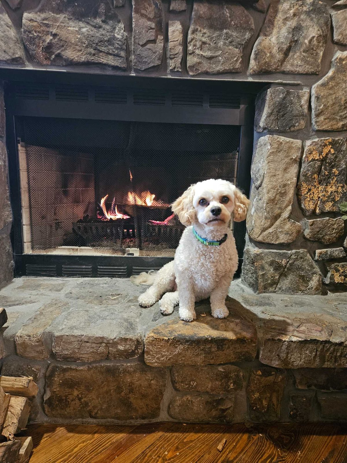 Lost Dog in Little Rock, Arkansas — listing photo