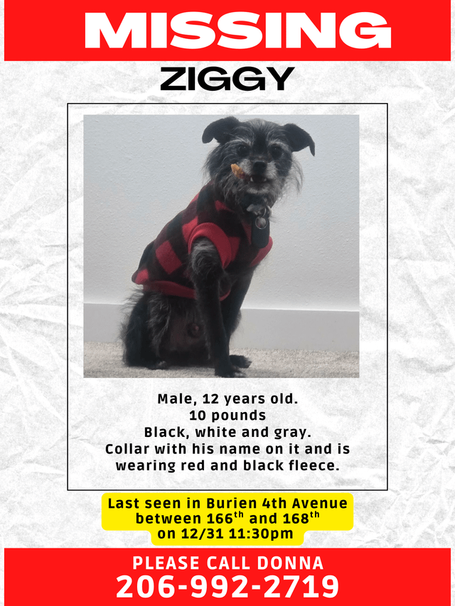 lost dog in Seattle, Washington