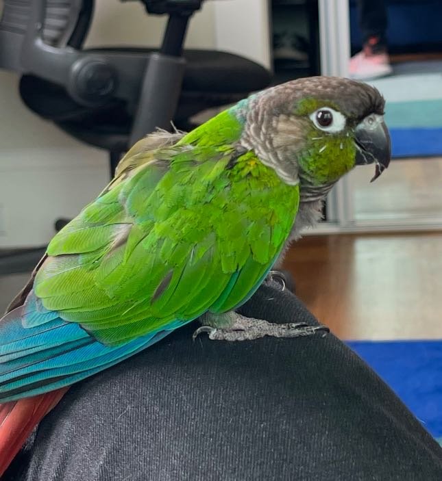 Lost Pet in San Francisco, California — listing photo