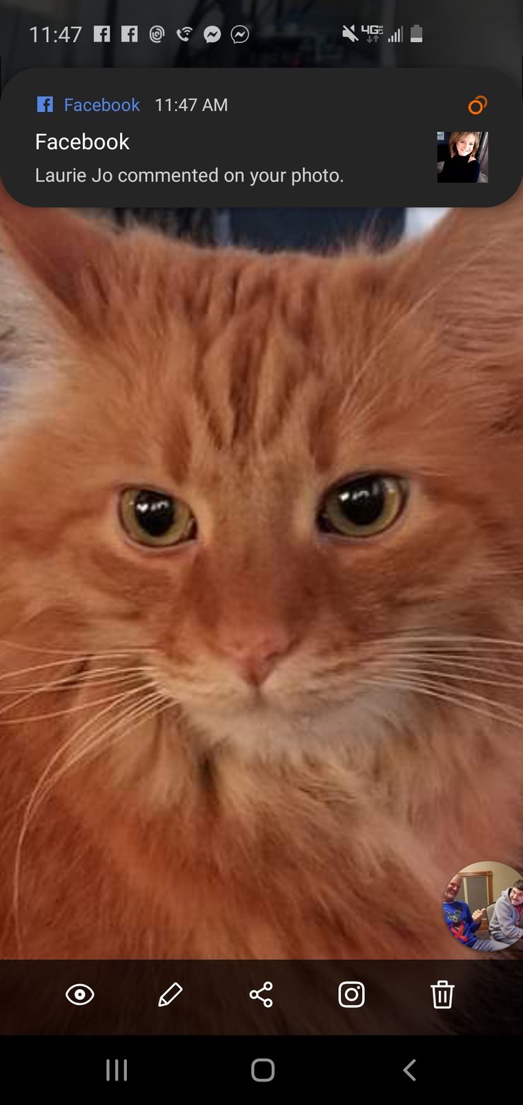 Lost Cat in TX 79847 — listing photo