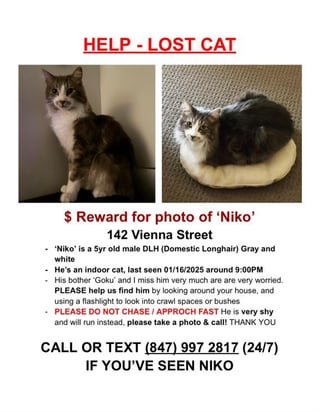 lost cat in San Francisco, California