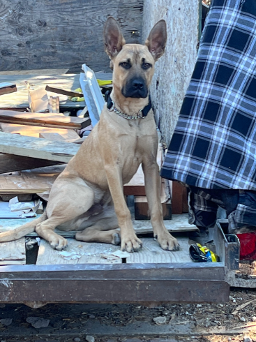 Lost Dog in San Jose, California — listing photo